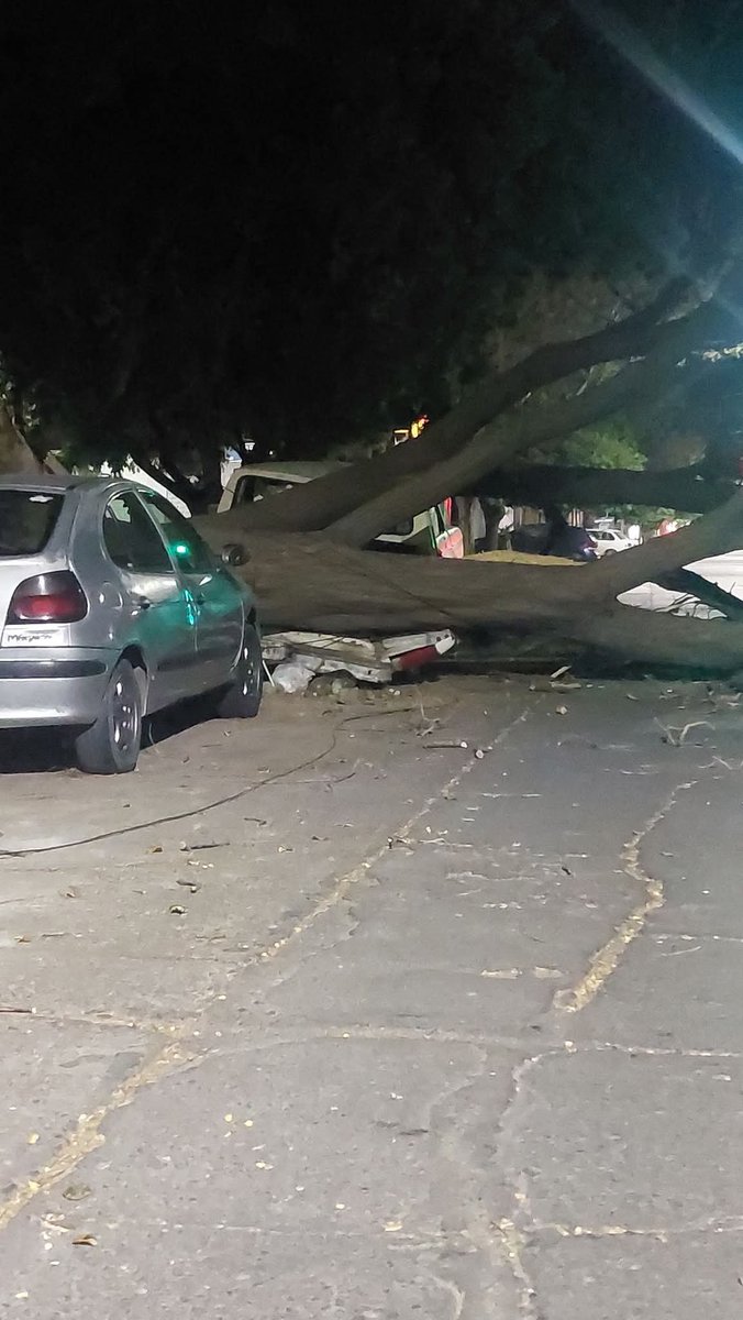 MarceloOrtizTV's tweet photo. Un enorme árbol cayó sobre una camioneta en la calle San Miguel de Las Heras. Por milagro no hubo víctimas fatales #LasHeras #Árbol https://t.co/yTwwlPcZyH