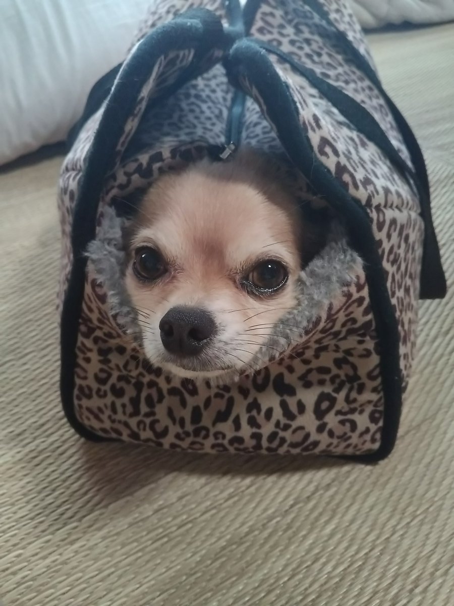 Senko_1227's tweet photo. うちの犬
かわええ https://t.co/HZ0mSbdVPd