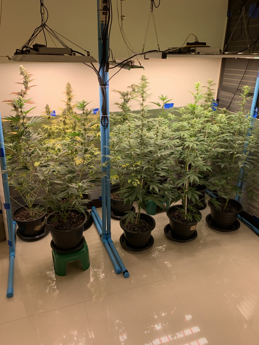 RaysPlace420's tweet photo. 2x #GushMintz week 8 @SeedCentre 
Today the left #GushMintz gets a ✂️
💚 how she L🕶️ks and Smels
The rest: #GushMintz, #SourCherry, #EgoPunch &amp; #OGKush 
Have a Good one !! https://t.co/SgJrP5Le7Q