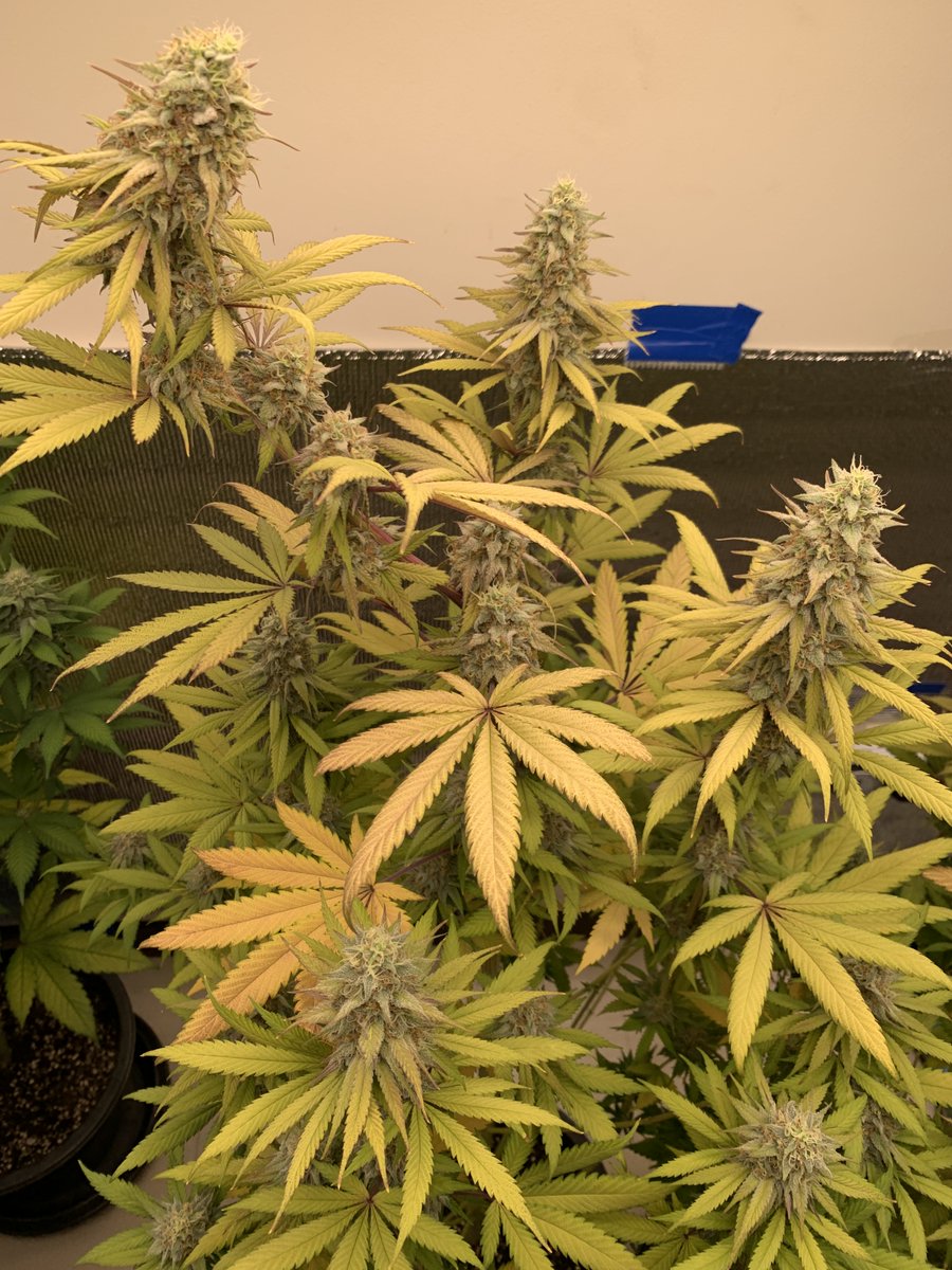RaysPlace420's tweet photo. 2x #GushMintz week 8 @SeedCentre 
Today the left #GushMintz gets a ✂️
💚 how she L🕶️ks and Smels
The rest: #GushMintz, #SourCherry, #EgoPunch &amp; #OGKush 
Have a Good one !! https://t.co/SgJrP5Le7Q
