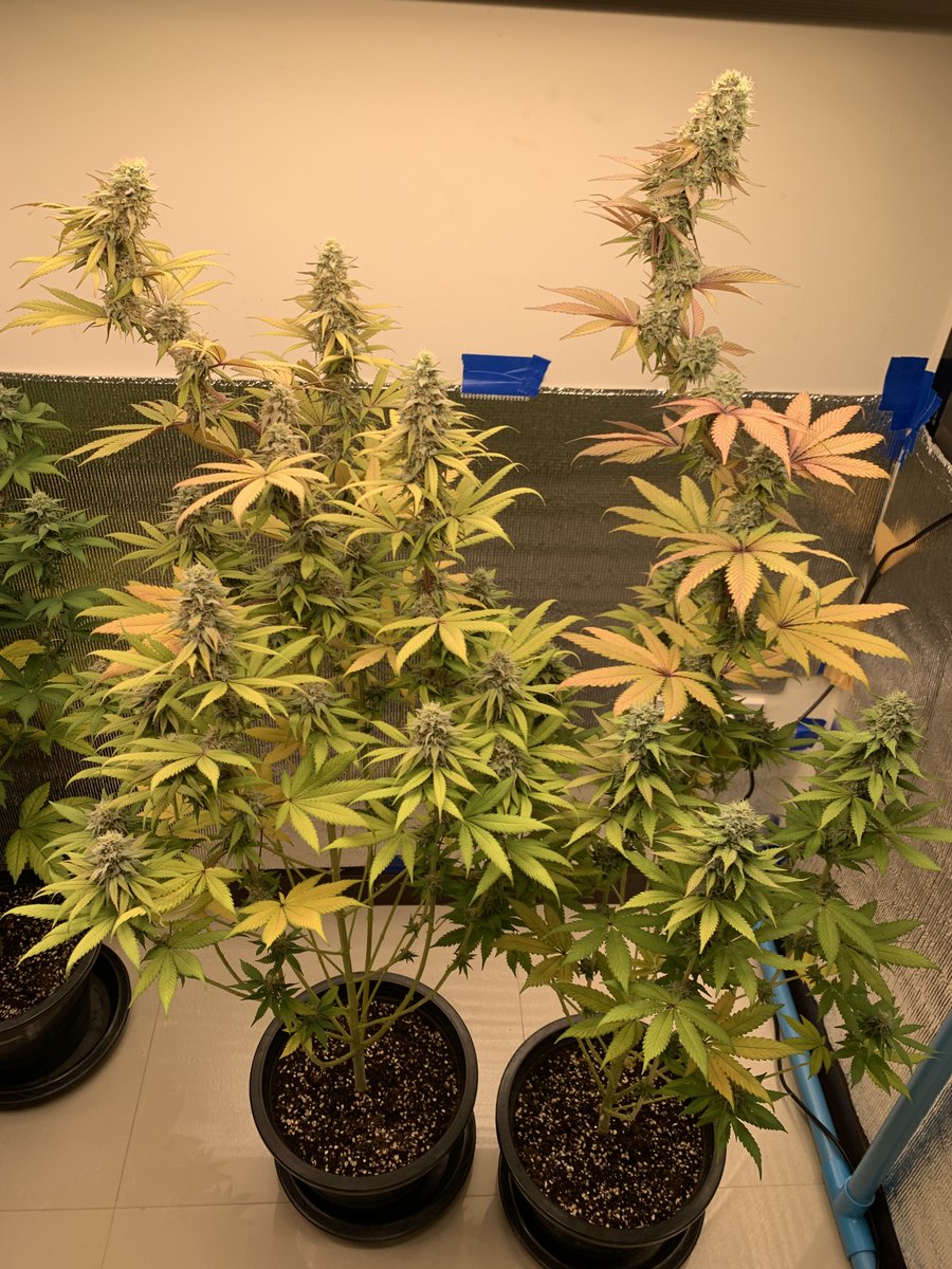 RaysPlace420's tweet photo. 2x #GushMintz week 8 @SeedCentre 
Today the left #GushMintz gets a ✂️
💚 how she L🕶️ks and Smels
The rest: #GushMintz, #SourCherry, #EgoPunch &amp; #OGKush 
Have a Good one !! https://t.co/SgJrP5Le7Q