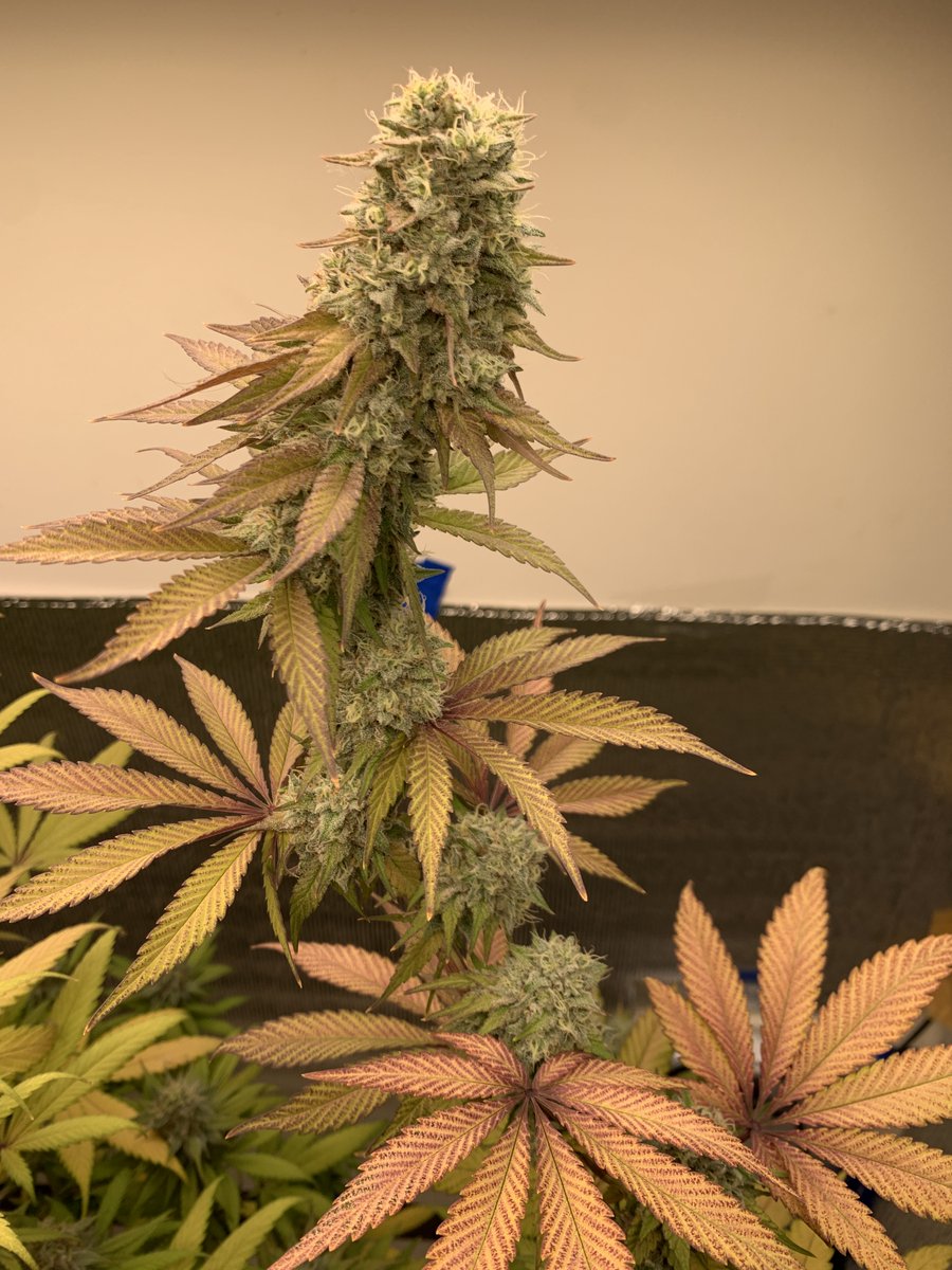 RaysPlace420's tweet photo. 2x #GushMintz week 8 @SeedCentre 
Today the left #GushMintz gets a ✂️
💚 how she L🕶️ks and Smels
The rest: #GushMintz, #SourCherry, #EgoPunch &amp; #OGKush 
Have a Good one !! https://t.co/SgJrP5Le7Q