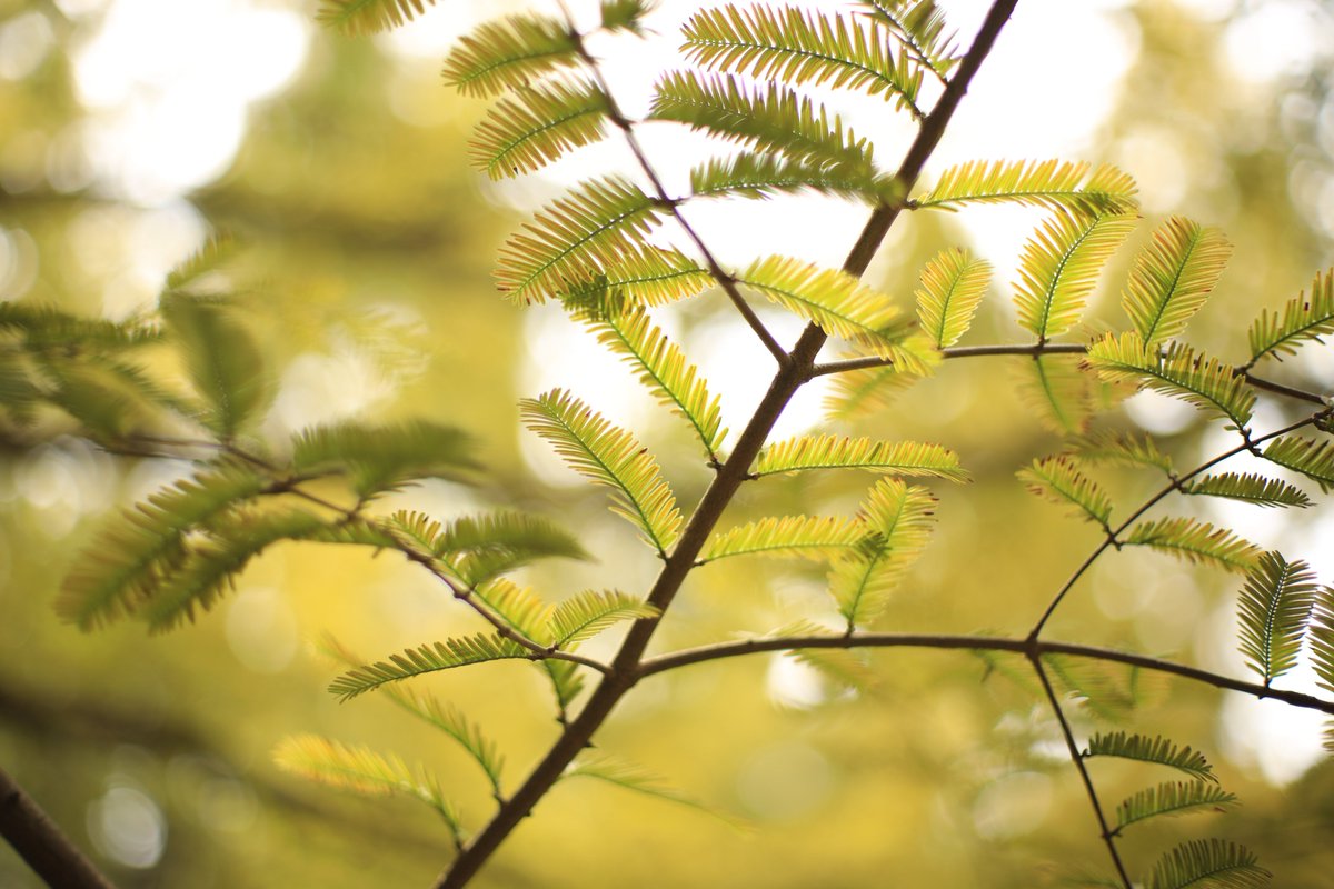 yczx38's tweet photo. 風つよ
#写真 #オールドレンズ https://t.co/fumbHrkq7W