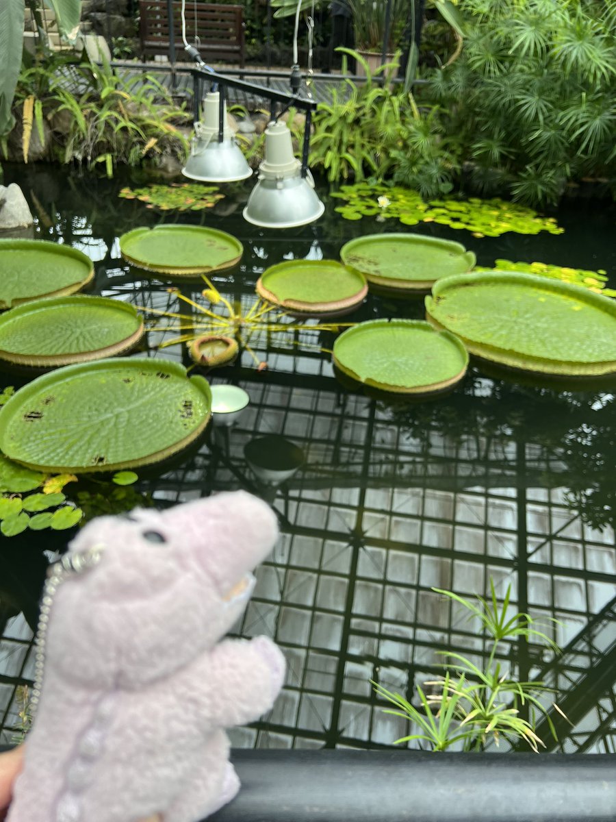 payapapu's tweet photo. あのｯ

なん��記憶…
ザパー

#ワーリー
#うちのワーリー
#ワーリーフレンズ https://t.co/y5ovJ9eSzW