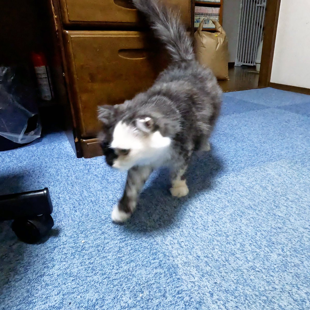 arikaobuk's tweet photo. ツバサはベッドの下へ🐱
https://t.co/bXeT6XjoHh
#にゃんこ3きょうだい日記 #Diary_of_3Cats
#猫動画 #ネコ動画 #かわいい #おもしろ #癒し
#猫 #ねこ #保護猫
#茶トラ #gingercat #黒猫 #blackcat #スコティッシュフォールド #scottishfold
#cat #gato #gatto #chat #Katze #кошка #고양이 https://t.co/zqSIimISwT