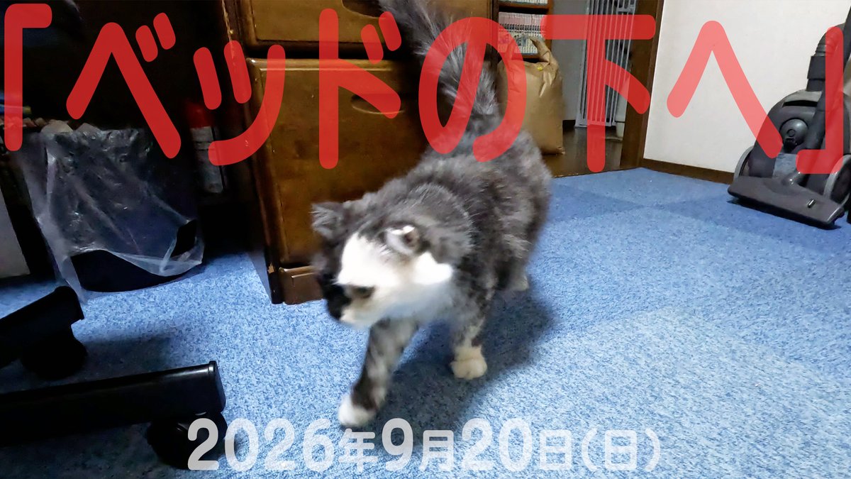 arikaobuk's tweet photo. 我が家の猫たち「ベッドの下へ」2026年9月20日(日)
"My cat goes under the bed"
https://t.co/bXeT6XjoHh
#にゃんこ3きょうだい日記 #Diary_of_3Cats
#猫動画 #ネコ動画 #猫 #ねこ #保護猫
#茶トラ #gingercat #黒猫 #blackcat #スコティッシュフォールド #scottishfold
#cat #gato #gatto #chat https://t.co/2QIUOAZ9zw