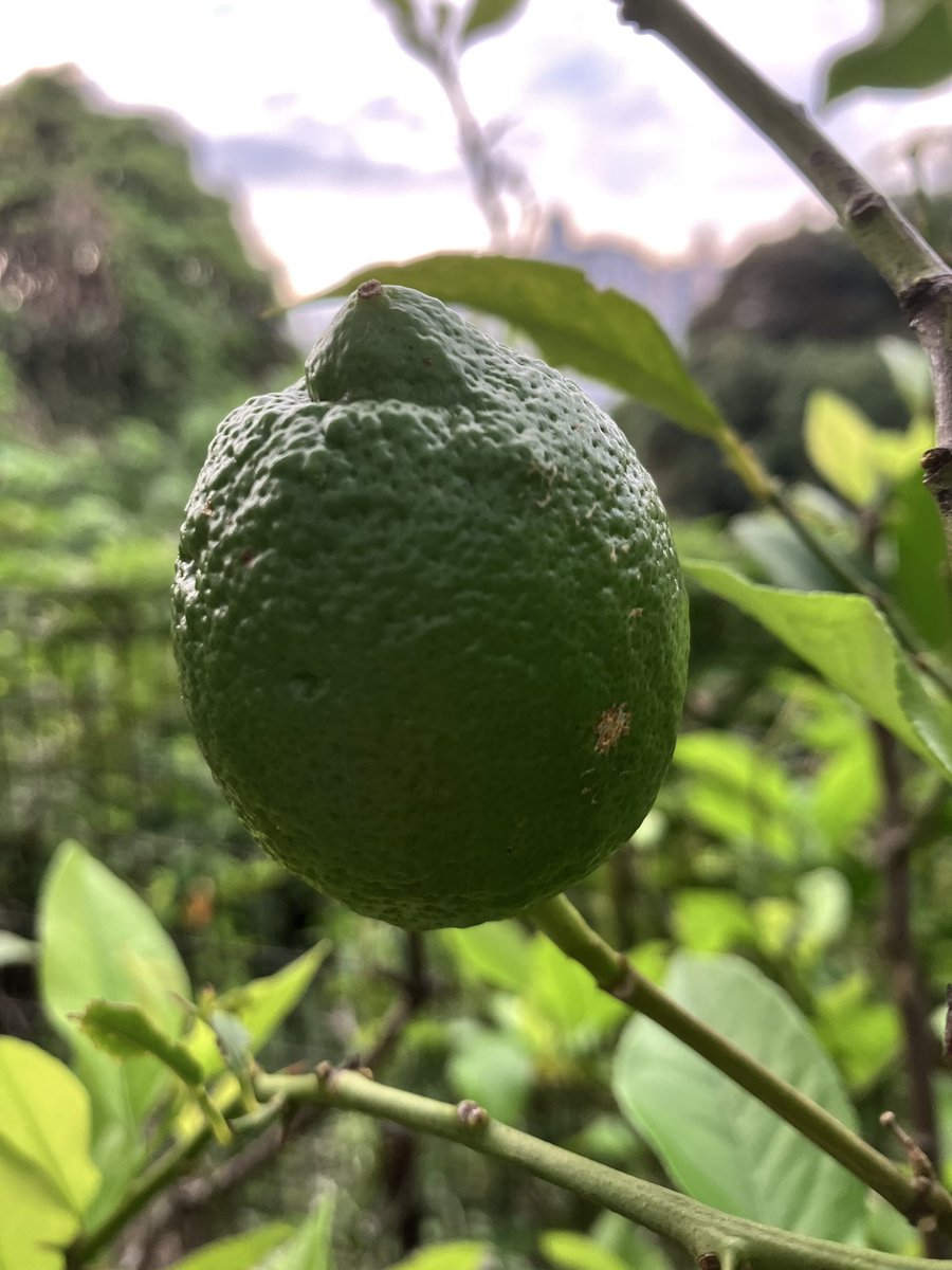JpTacos's tweet photo. レモン🍋
収穫が楽しみ
これから黄色くなっていく

#家庭菜園 #レモン https://t.co/fCLheTAmu0