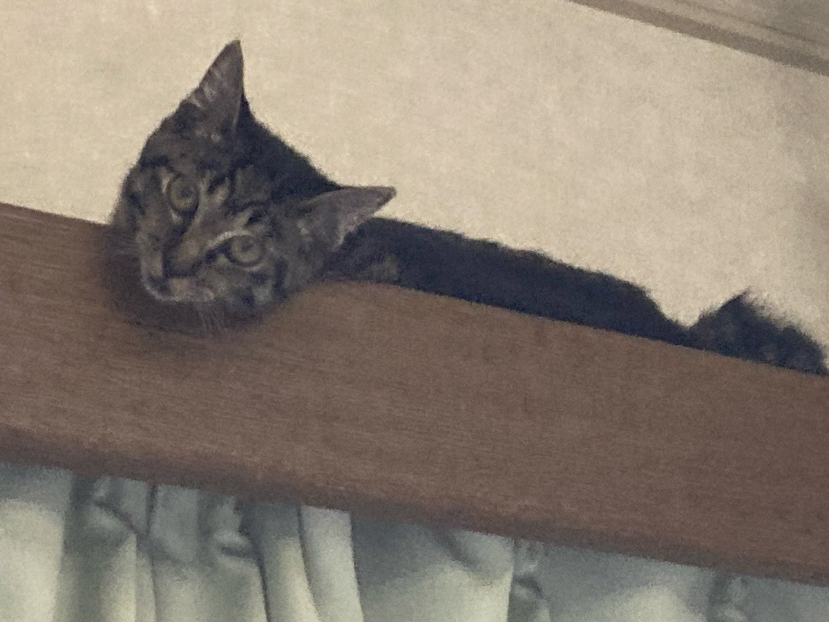 ranranmaru1226's tweet photo. たまに上から見下ろして鳴く、琥珀。
だいぶ寛いでるね。

 #ねこずきさんと繋がりたい 
 #ねこ可愛い
 #ねこのいる幸せ
 #ねこのいる生活 https://t.co/UwMPd7jf8e