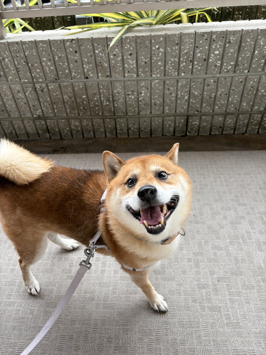 MASUMI0319's tweet photo. 今朝起きたら右目開けてて
ホッとした、、
でも
野生の猫やし充血してるしで
飛び込みで徒歩10分の動物病院へ🐶

こまちは診察台に乗ると
豹変します( ˘･᷅-･᷄˘)ｶﾞﾙﾙ https://t.co/kQa5DCpaYF