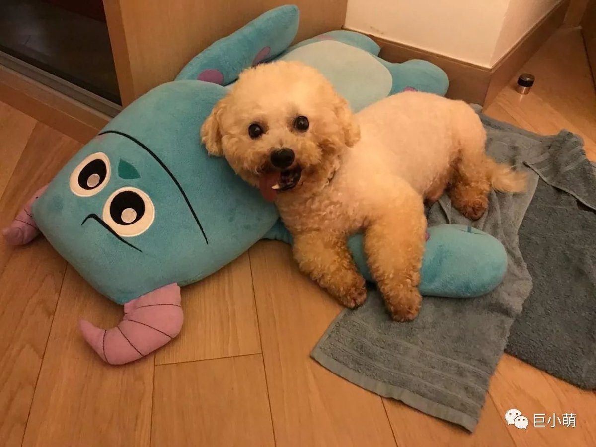 tagliavini3's tweet photo. My senior pup Lily’s favorite afternoon ritual is snuggling on the couch with me—no fancy toys needed, just warm paws and endless kisses https://t.co/fCGNzQI2jQ
