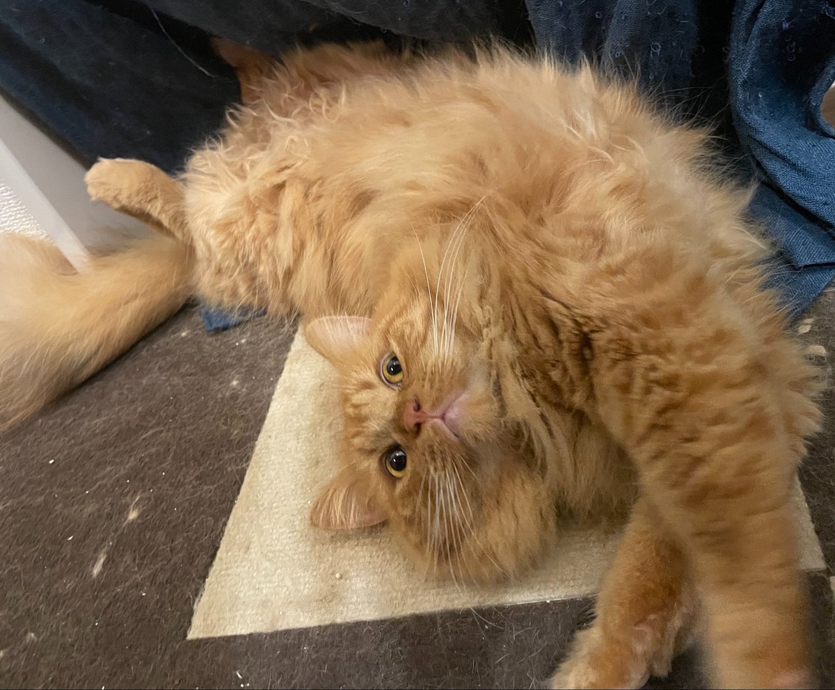 u_w76's tweet photo. 外は雨がすごいにゃん
お家でのんびりさせていただきますにゃん

#猫のいる暮らし https://t.co/5sjKDMPXnU