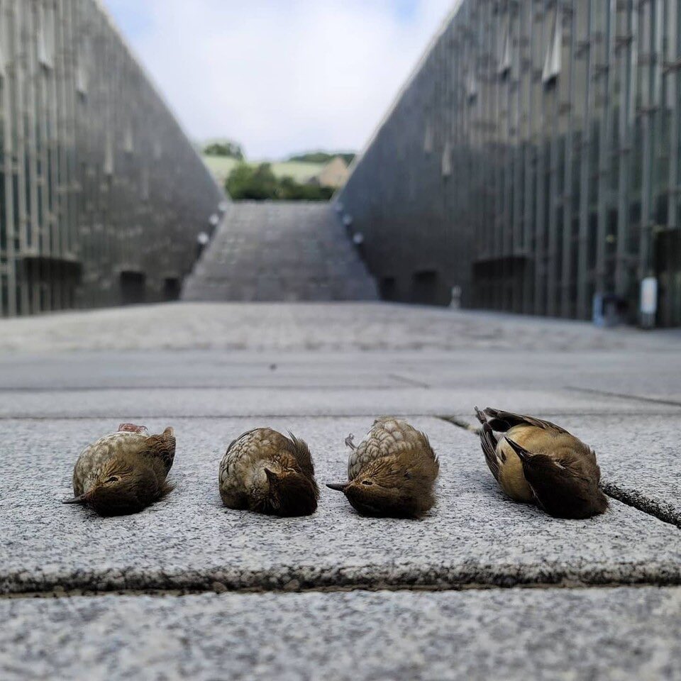 pintailduck01's tweet photo. 매년 기사가 쓰이지만, 방금 본 기사에서는 이화여대 ECC 설계자인 도미니크 페로 감독이 이에 대해 무응답하였고 학교측에서는 유리창충돌저감조치 건의에 대한 거부 이유로 감독님의 동의가 없다는 것을 들었다고 한다. 첫번째 사진, 도시에서 보기 드문 울새와 진홍가슴.
https://t.co/rXjGn3wjtL https://t.co/7VRiqkD84T