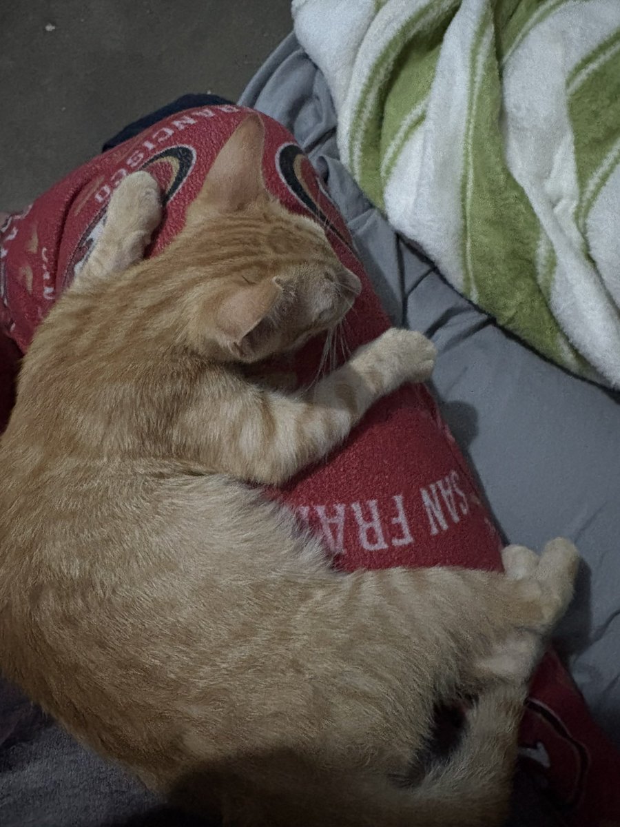 _kittiette's tweet photo. MIAO!!! 🐾 k lindo eres mi bebé! 💕👀 https://t.co/sgdrG9DWGo