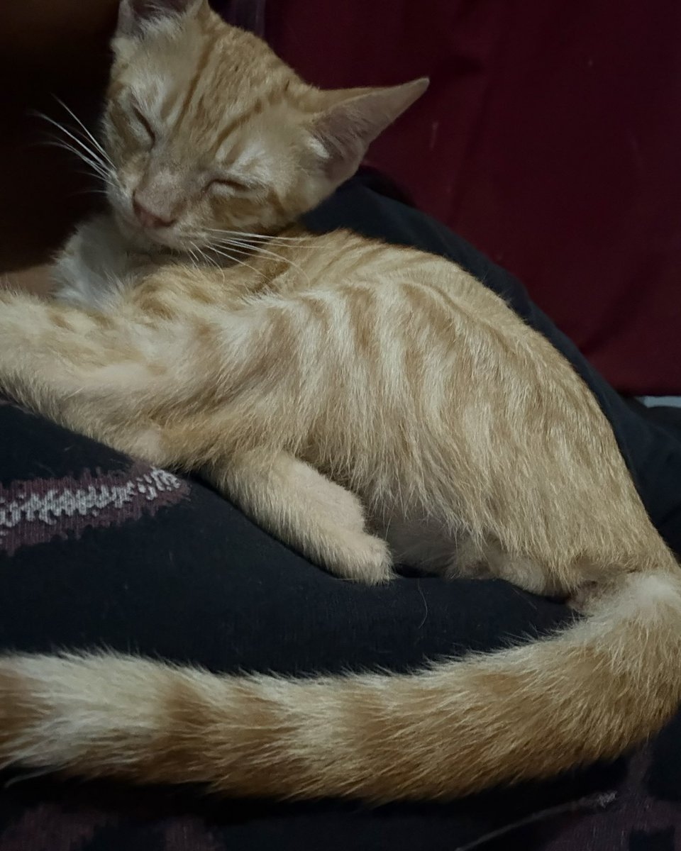 _kittiette's tweet photo. MIAO!!! 🐾 k lindo eres mi bebé! 💕👀 https://t.co/sgdrG9DWGo