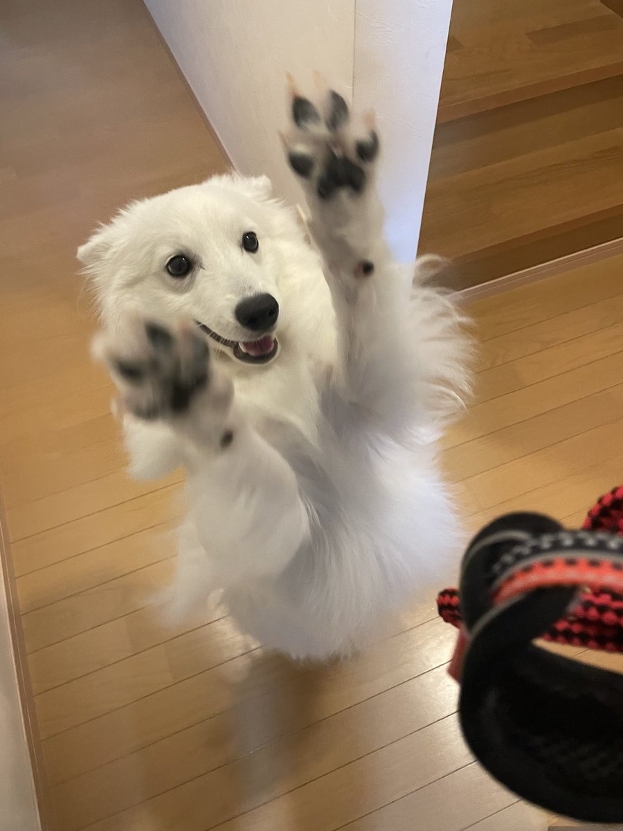 rainerspits's tweet photo. 主がお散歩装備を持った瞬間のらいなぁ
#日本スピッツ
#犬 https://t.co/ziamUdVjst