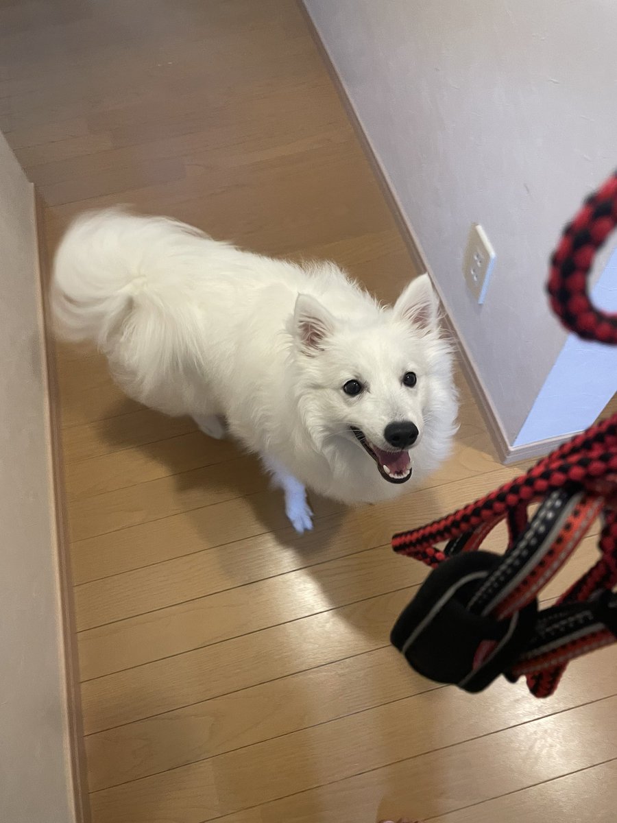 rainerspits's tweet photo. 主がお散歩装備を持った瞬間のらいなぁ
#日本スピッツ
#犬 https://t.co/ziamUdVjst