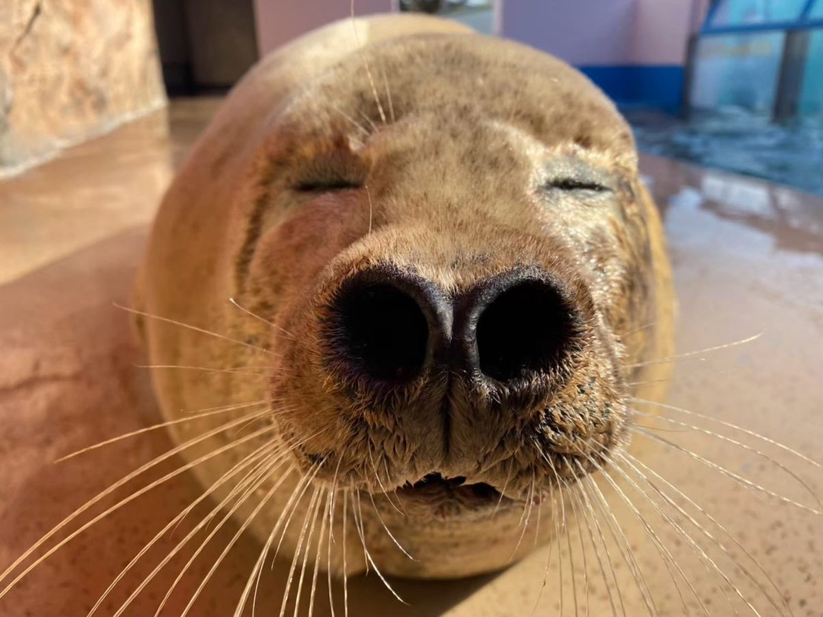 iseseaparadise's tweet photo. 【本日は敬老の日🍁】

当館のじーじとばーば(？)こと
エリくん、シャーくん、オオノコギリエイ

いつもスタッフを指導してくれてありがとう😊
いつまでも元気でもりもりご飯食べて過ごしてね✨ https://t.co/dfiIQvgbBi