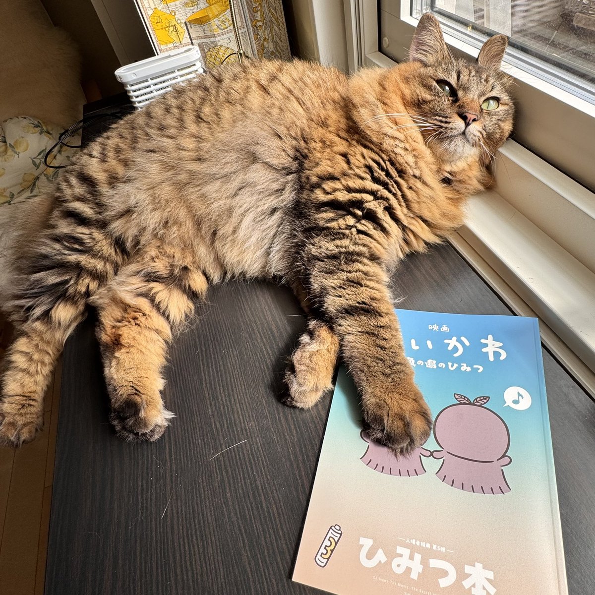 nekozo328's tweet photo. ちいかわ映画4DXで観てきた！なぜか予告でびしょ濡れしたwめちゃくちゃ椅子揺れてポップコーンなんて食べる余裕なかった。
薄い本もめちゃよかった( ˶ˆ꒳ˆ˵ ) https://t.co/MrOpjbUNAH