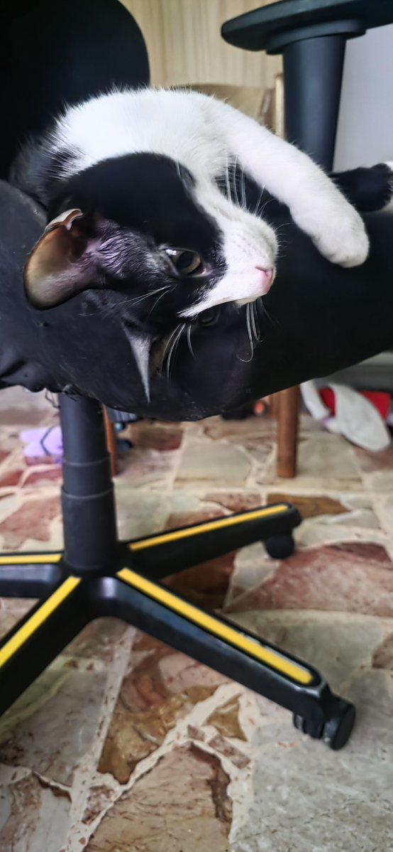 LucaRossi080's tweet photo. Thor e Loki ❤️❤️❤️ #gatti #cats #lovecats https://t.co/7yQLA6w0jd