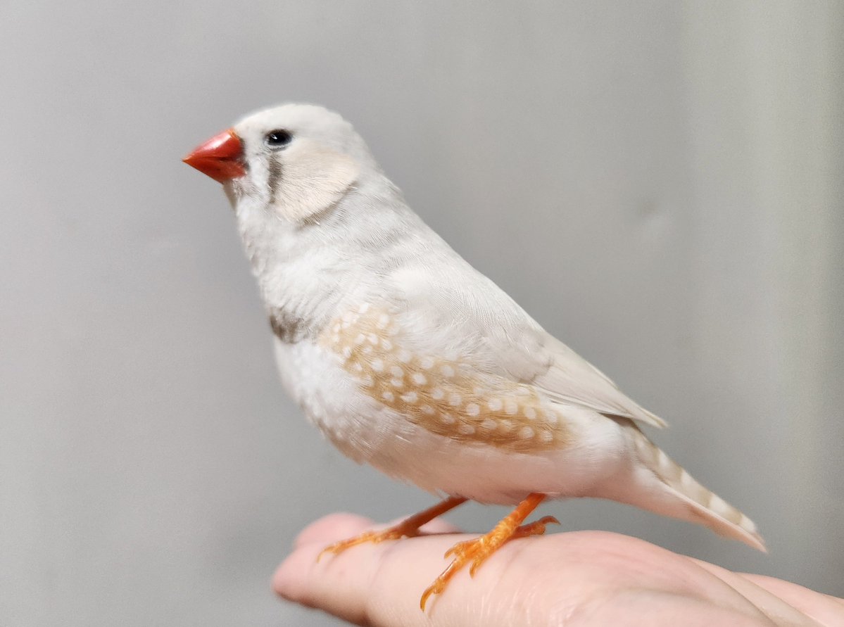 nihachi_info's tweet photo. 手乗りっ子達

#文鳥
#白文鳥
#キンカチョウ https://t.co/ORj6QI5YTZ