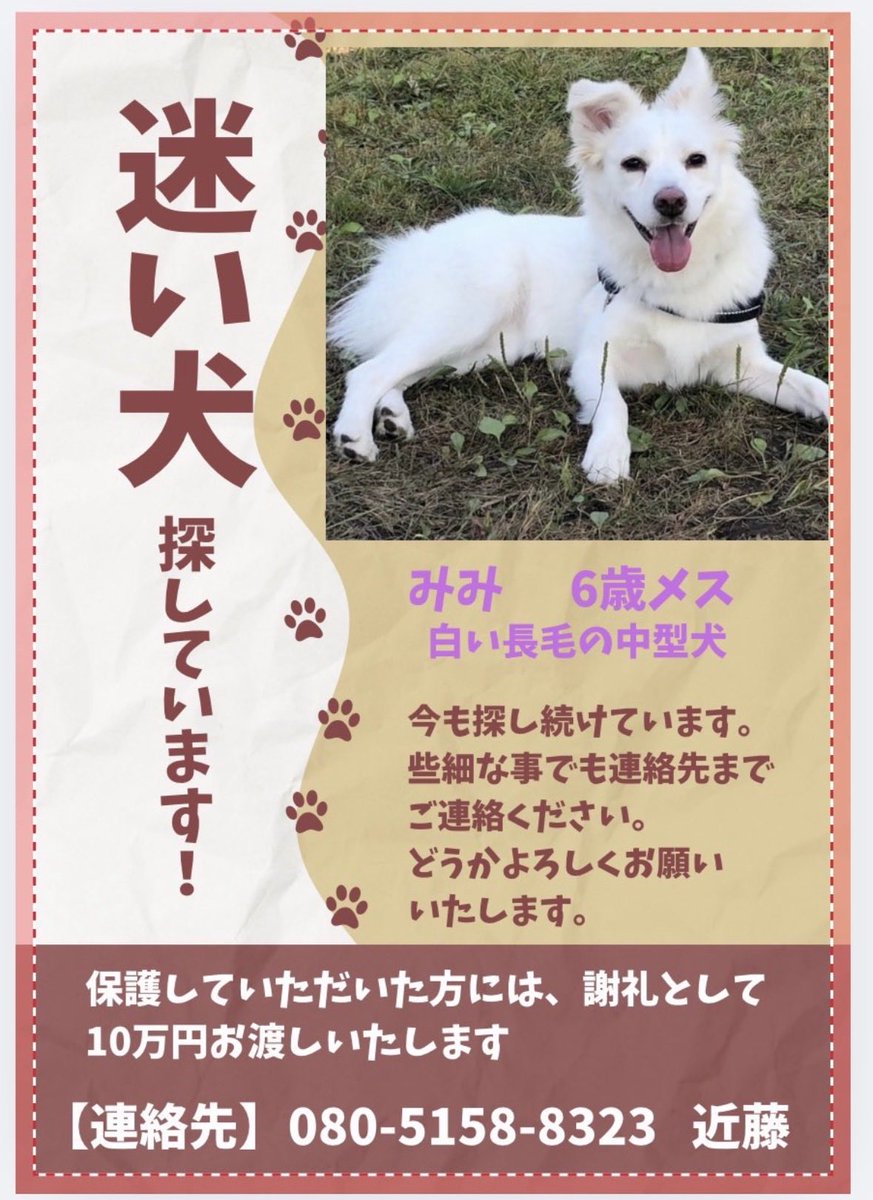 g3yObe9n29BUzq4's tweet photo. #愛知県　#迷子犬
今月みみは6歳になります。
2025年7月19日に豊橋市で迷子になってから、もう1年以上経っています。
どこかで生きている可能性を諦めたくなくて、ずっとみみを探しています。
似た子を見かけても、追いかけたり捕まえようとせずできれば写真や動画を 撮っていただけると助かります。 https://t.co/pc21TwC2hR