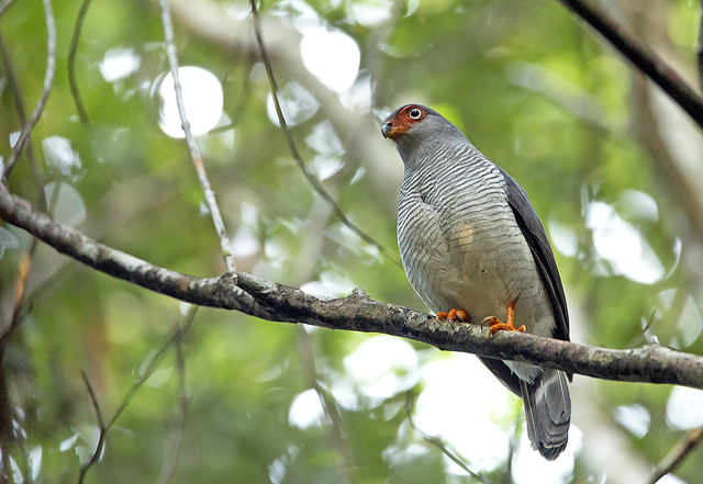 brasil_aves's tweet photo. 🇧🇷Falcão-críptico
🌎Micrastur mintoni
Conservação: Pouco Preocupante

O falcão-críptico é uma ave falconiforme da família Falconidae.

📷 Ciro Albano https://t.co/6p6ivlofZA
