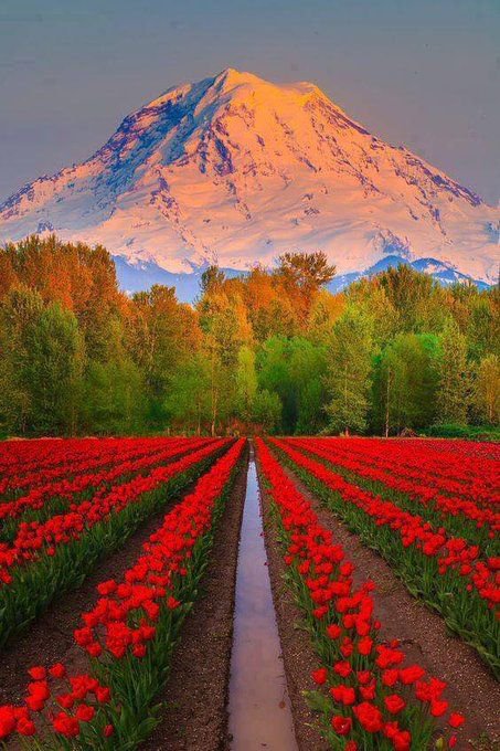Flowersvydt's tweet photo. https://t.co/l9BX431Whb