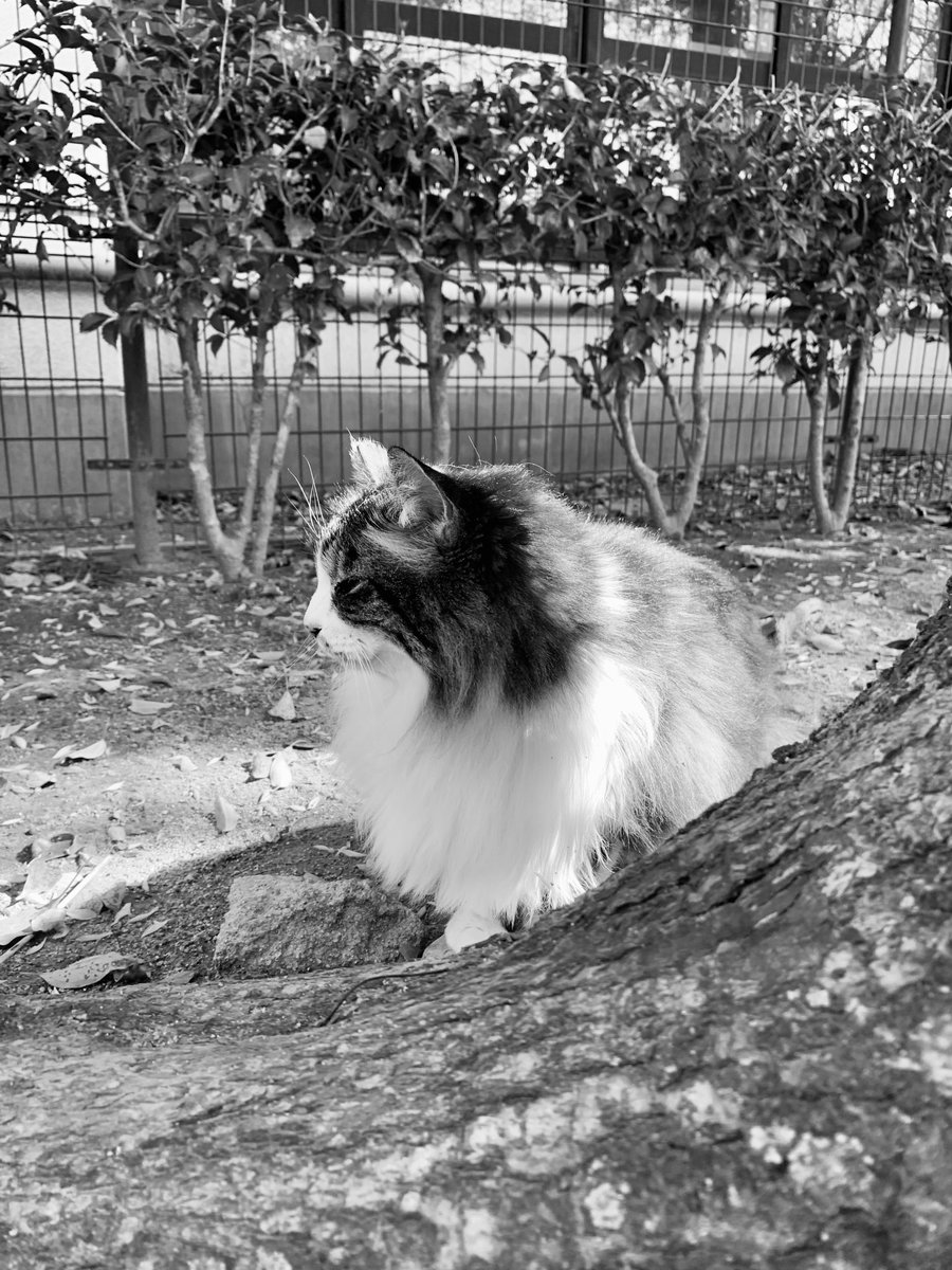 PhotoShinya's tweet photo. おもいでは

いつも

きみの

てのなかに

#モノクロ写真 #詩 #猫写真 https://t.co/JFQTnjElbP