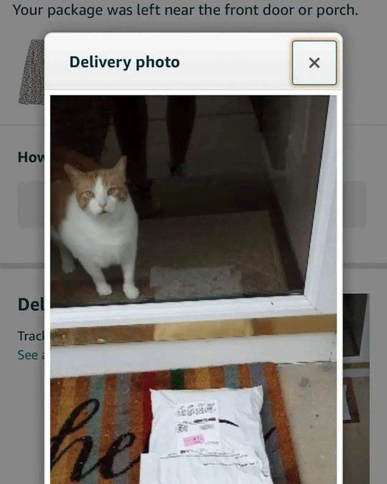 TweetsOfCats's tweet photo. https://t.co/IfkD6A9v4G