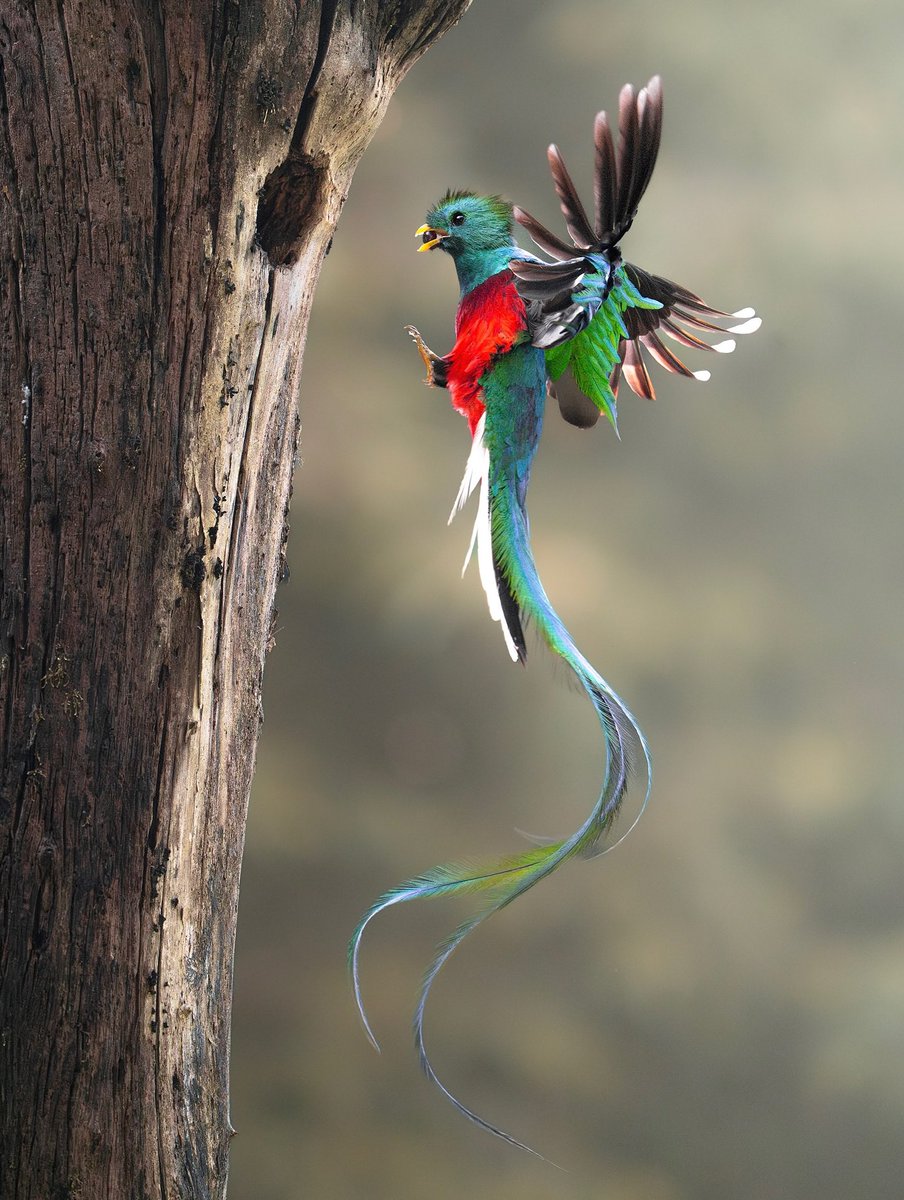 Hana_b30's tweet photo. The beauty of a Quetzal

📸 andresnovales_wildlife https://t.co/1q2tqwQt6e