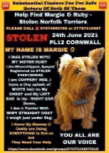 LisaClareRead2's tweet photo. Please RT π
Margie & Ruby were stolen over 5 years ago from their farm between Landrake & Pillaton in SE #Cornwall #PL12 on 24th June 2021.
Someone knows where they are.
Please let these girls go homeπ’ #NorfolkTerriers
@FindMargieruby #dogs #k9hour
#MargieandRubyMonday
β¬οΈ https://t.co/2UkuTkBlRU