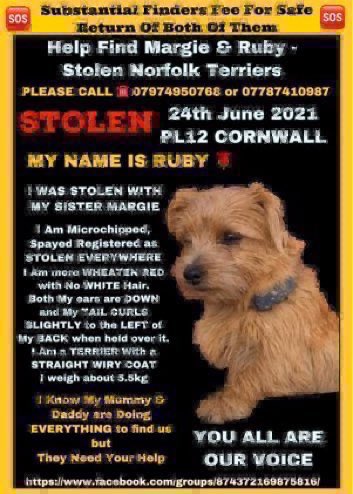 LisaClareRead2's tweet photo. Please RT π
Margie & Ruby were stolen over 5 years ago from their farm between Landrake & Pillaton in SE #Cornwall #PL12 on 24th June 2021.
Someone knows where they are.
Please let these girls go homeπ’ #NorfolkTerriers
@FindMargieruby #dogs #k9hour
#MargieandRubyMonday
β¬οΈ https://t.co/2UkuTkBlRU