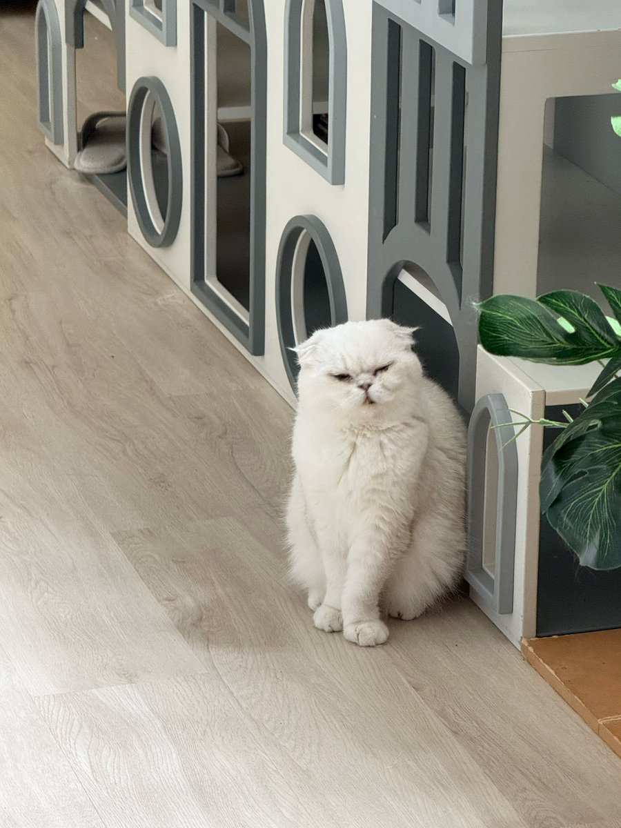 Bonusiie's tweet photo. นกฮูกหลับกลางวันแหละ https://t.co/pIxbNQfq9H