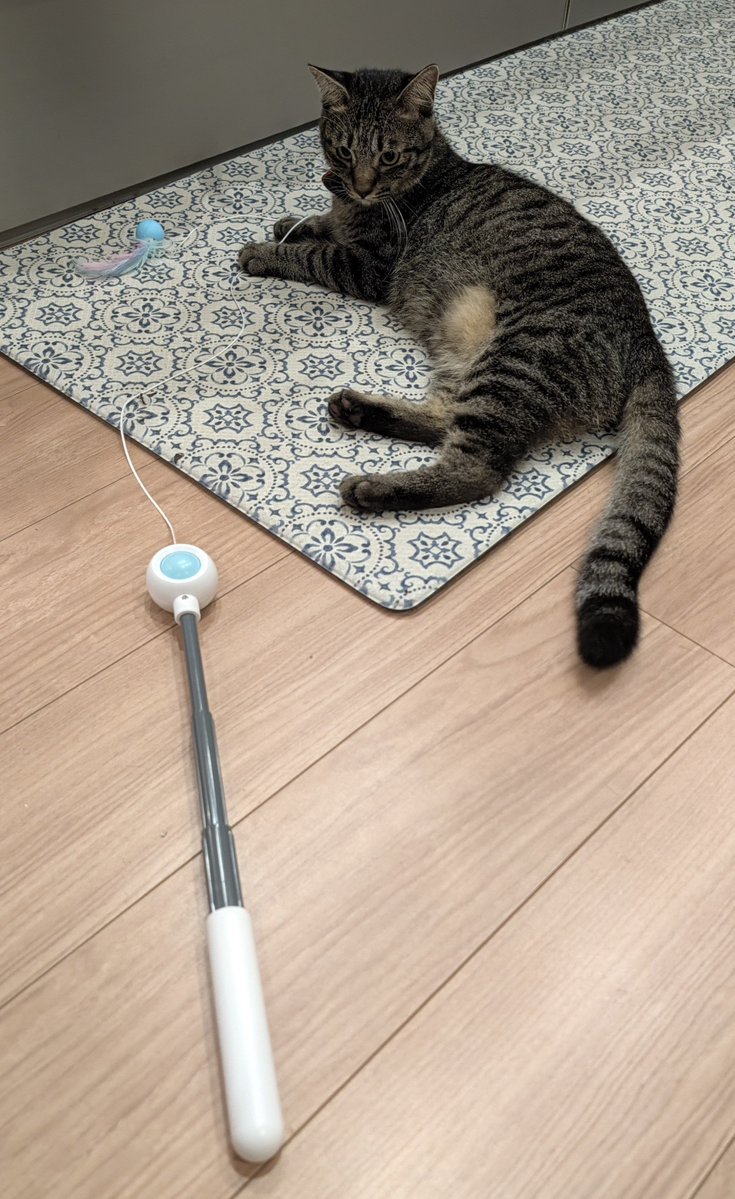 achicoma18's tweet photo. 息子が選んできた猫のおもちゃ⋯
見た目がめっっちゃ打神鞭！太極図つき！
家族の誰にも通じなくて悔しい😂 https://t.co/yHQq2dGTZc