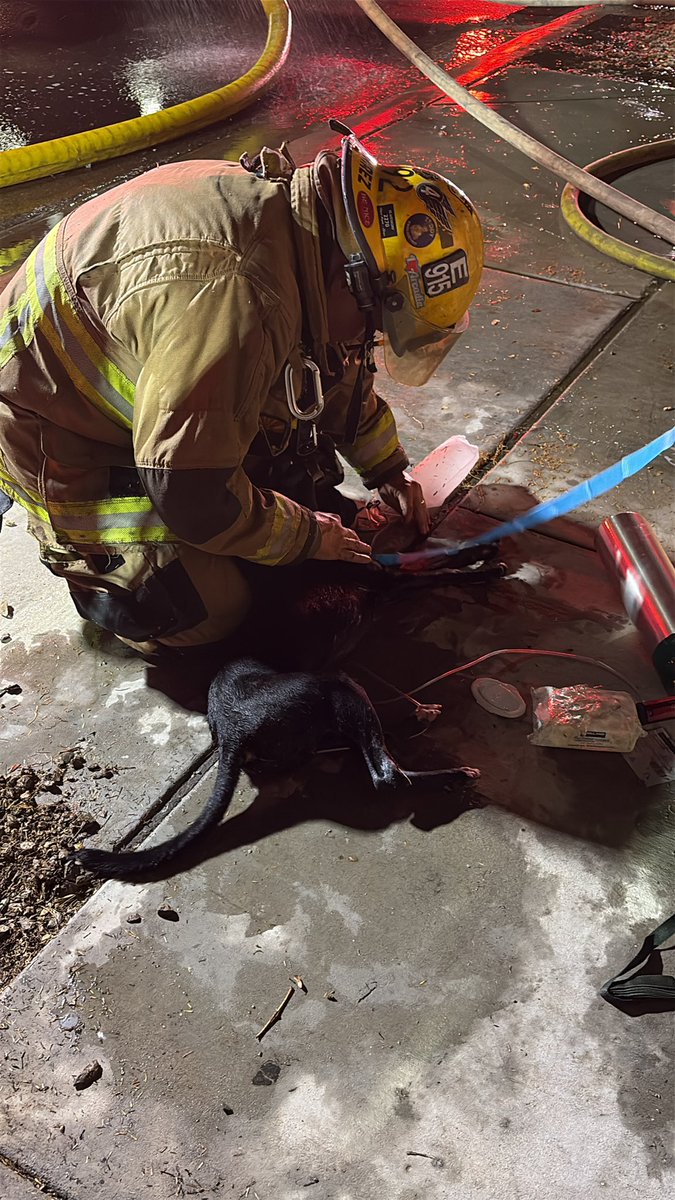 PHXFire's tweet photo. Fire crews were able to rescue two dogs from a house fire near 53rd Ave and Southern.  Both dogs suffered smoke inhalation and crews used oxygen to revive them both! Both dogs survived and were taken to an animal hospital https://t.co/useyr28yKa