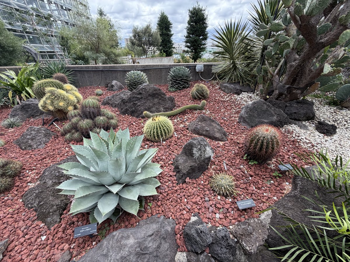 rp16_'s tweet photo. サボテンたくさんいて可愛かった
🌵 https://t.co/5eiJwGGreb
