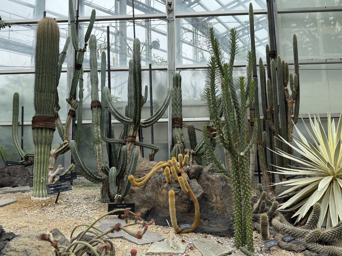 rp16_'s tweet photo. サボテンたくさんいて可愛かった
🌵 https://t.co/5eiJwGGreb