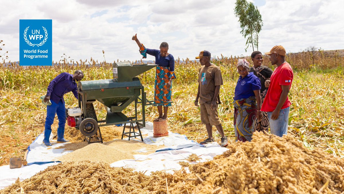 WFP_Tanzania's tweet photo. Sorghum farmers in Dodoma are reducing post-harvest losses and improving grain quality with multi-crop threshers provided through support from @IrlEmbTanzania.

The machines help farmers to:
⌛Save time
📉Reduces labour costs
💰Earn more from their harvests https://t.co/F5QCCks1SD