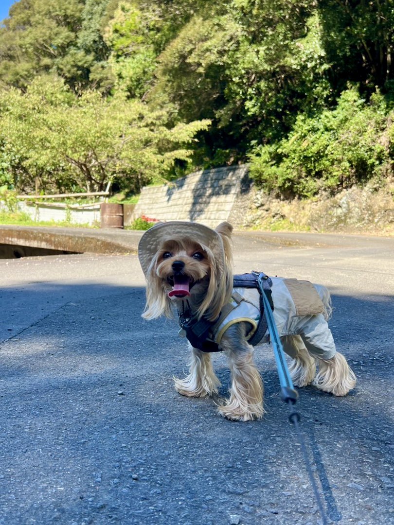 kotaroo99's tweet photo. 山道のお散歩は風が涼しくて気持ちいいねー🐾

#ヨークシャーテリア
#ヨーキー
#コタロー https://t.co/YFUkqrH3i5
