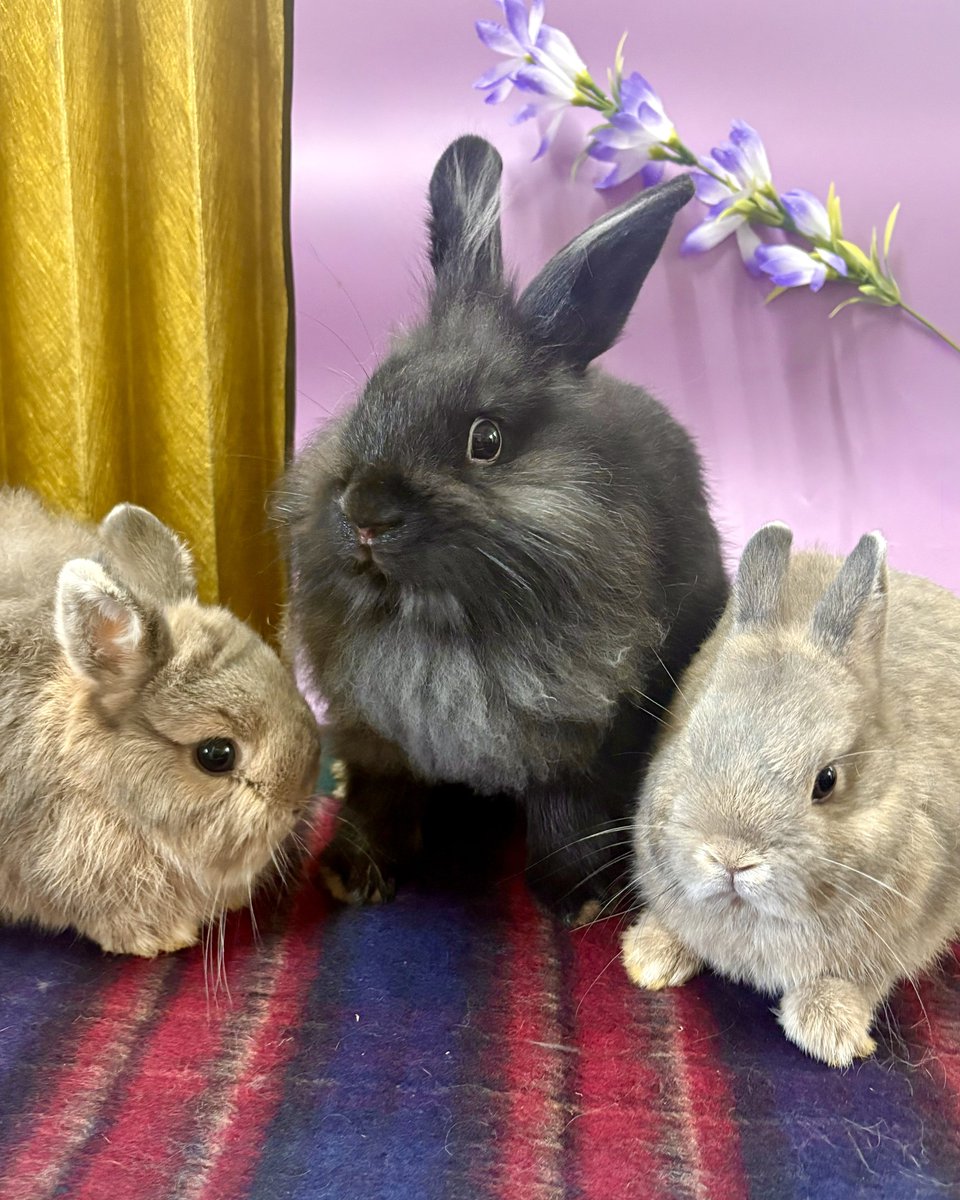 PetsHumans tweet picture