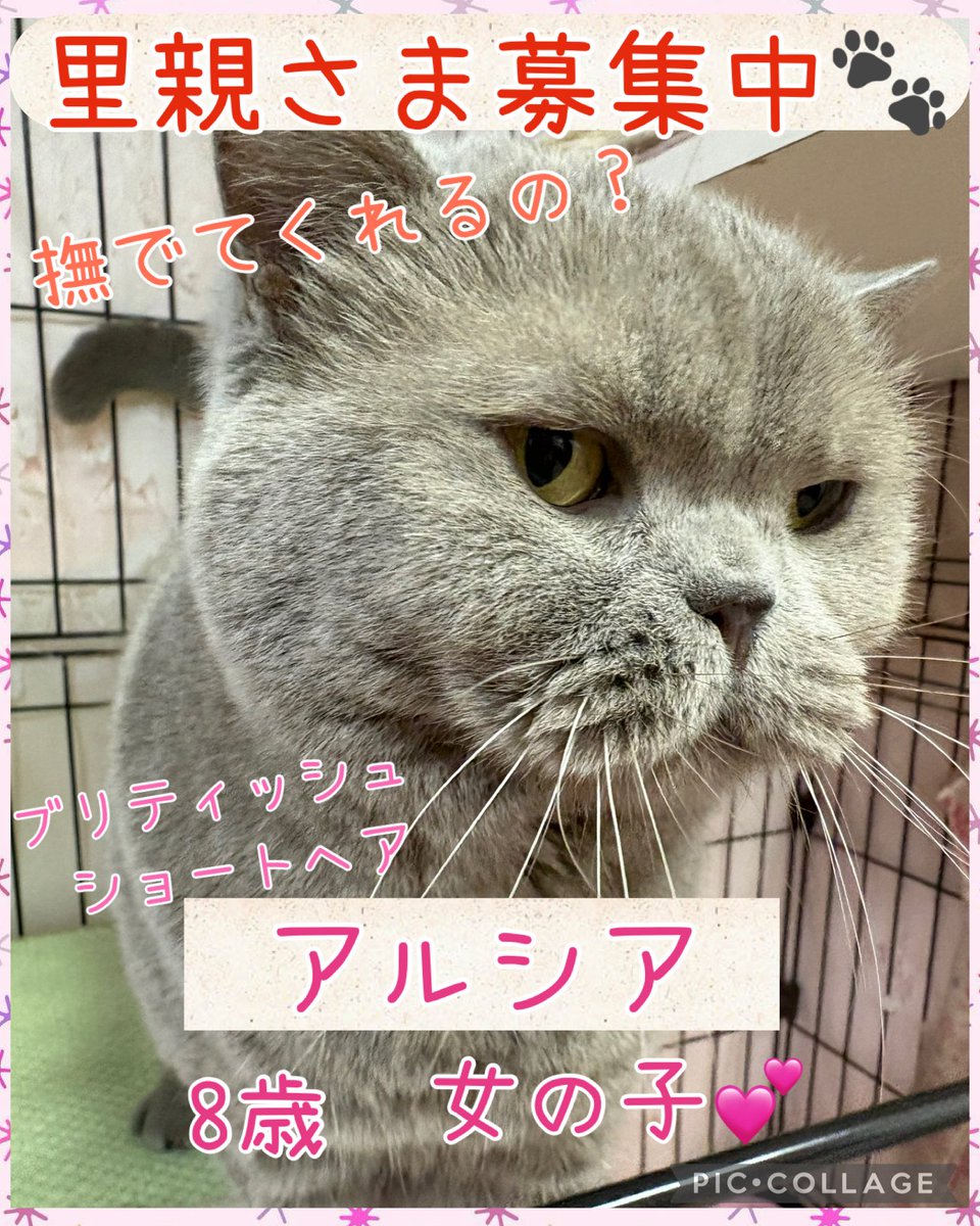 hogokencafeten1's tweet photo. #ブリティッシュショートヘア
🐱アルシア💕
8歳 女の子 避妊済 3.85kg

おっとりマイペースなアルシアちゃん🥰
撫でられるのが好きでスリスリと擦り寄ってくれます❤️
ゴロンと転がったりお腹を撫でても怒らない穏やかな女の子😍⁡ https://t.co/bP6SWKiLWh