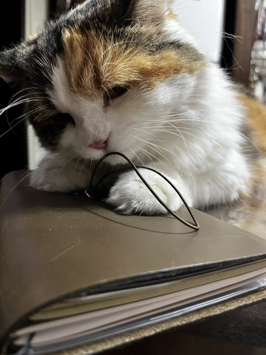 MisatoO2O2's tweet photo. うちの3歳の三毛猫さん、少し大きいかな？と思って身体検査受けてきた。

そしたら5キロと判明して「思ったより重くないですね！」って言ったら、先生から「標準よりも太ってます」って言われてしまった。お太りだった、、、 https://t.co/5XuR1gmpe7