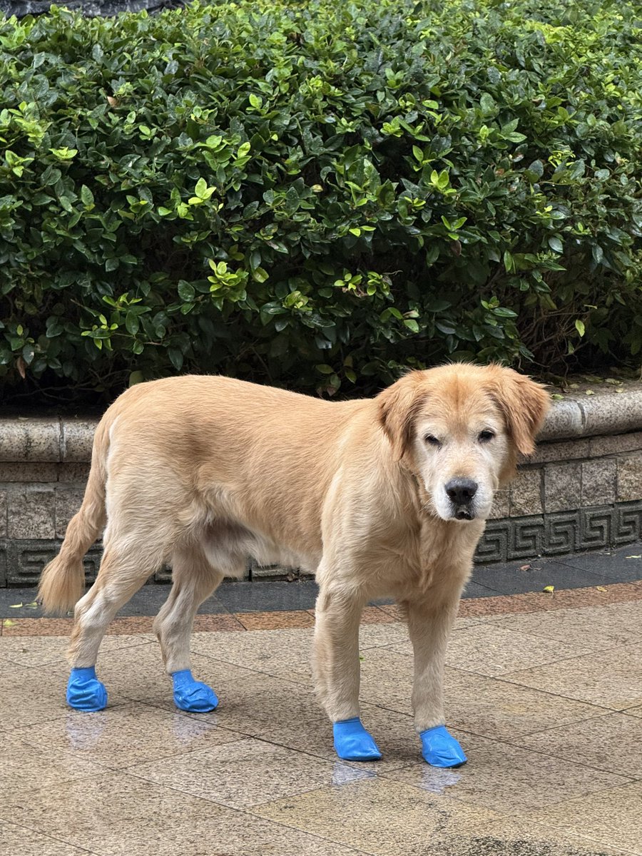 9E0k9's tweet photo. 自己去溜吧 别把新鞋尿湿咯 https://t.co/KCfbe6xwiw