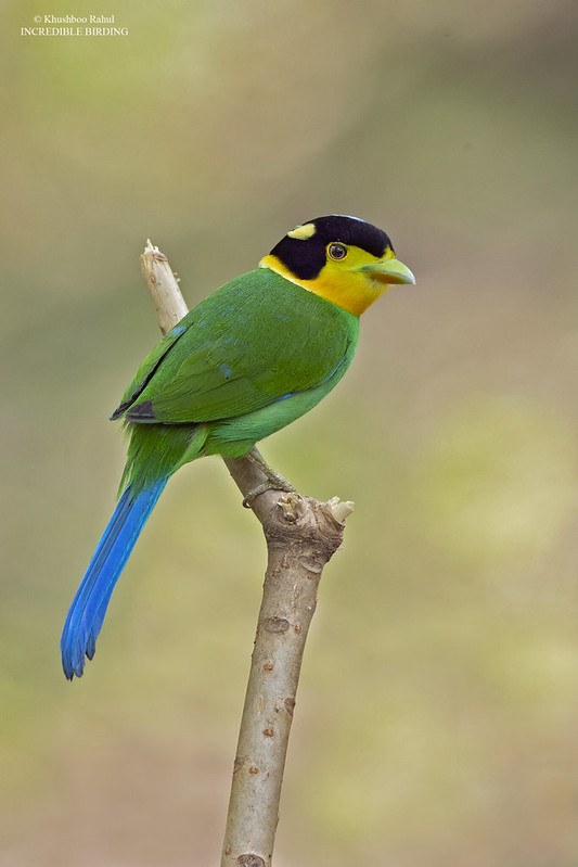 sadsealkid's tweet photo. Woah mama they turned me into a bird https://t.co/bZX78dfRHn