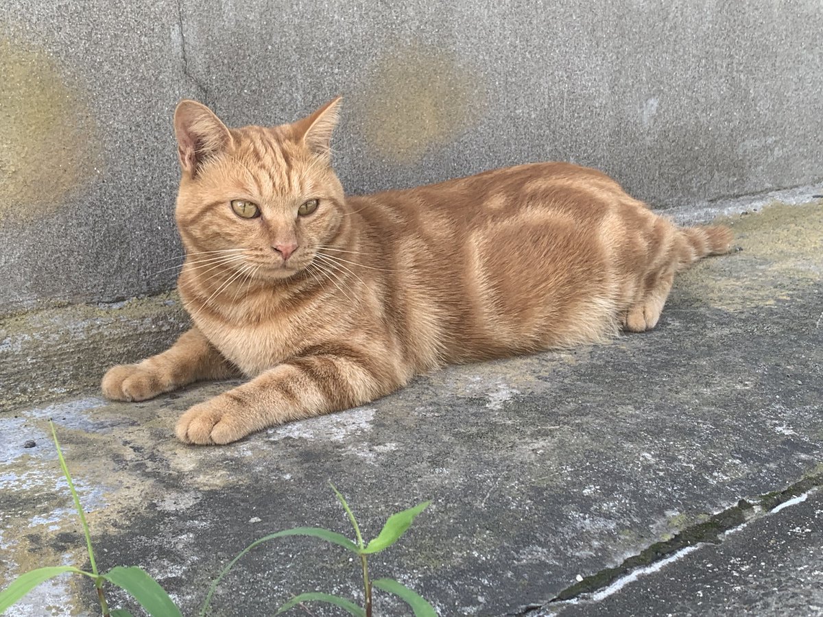 sugiurashiro's tweet photo. 先週の現場で見かけた猫 https://t.co/KMMTEVH3Sq