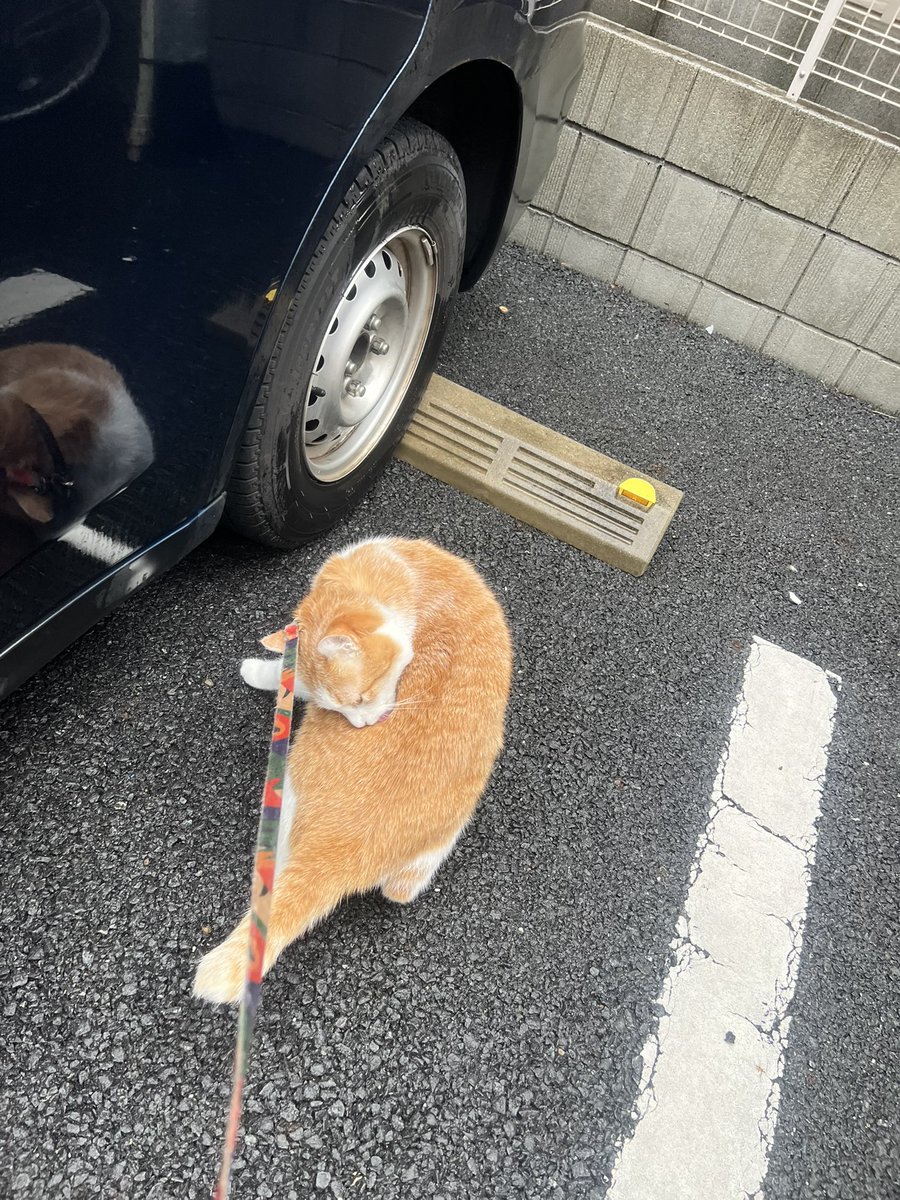 oomurapetakon's tweet photo. 雨でもお散歩行くにゃ〜 https://t.co/WWKVNJS8m2