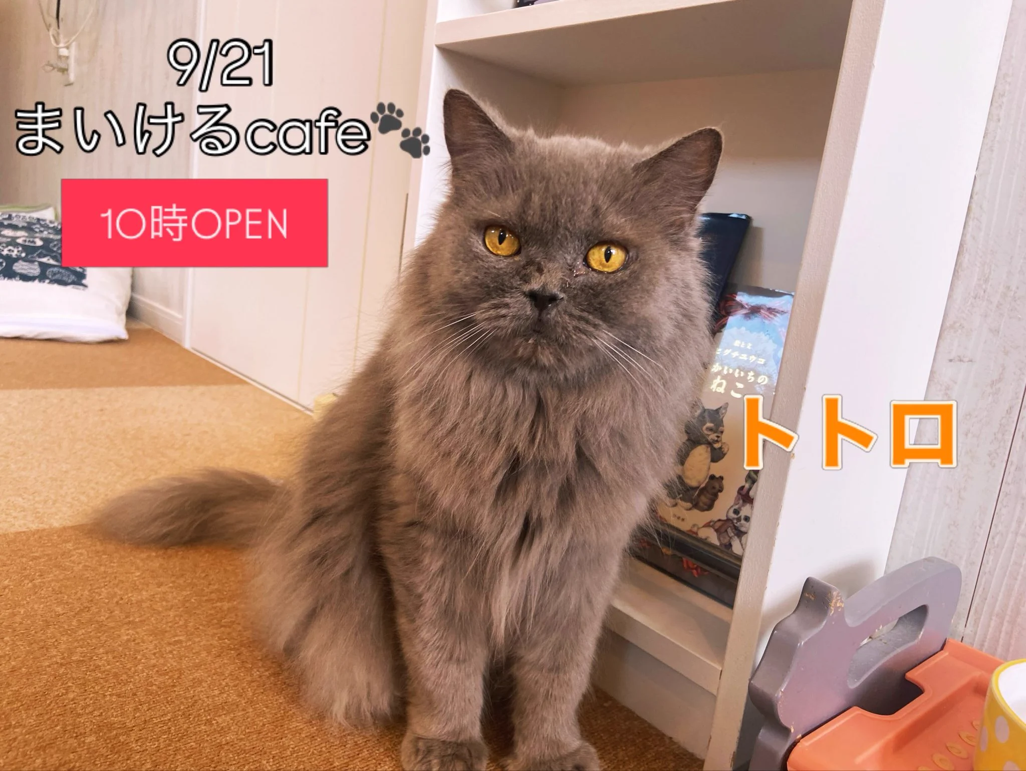 猫ハウスまいけるCafe on X: 