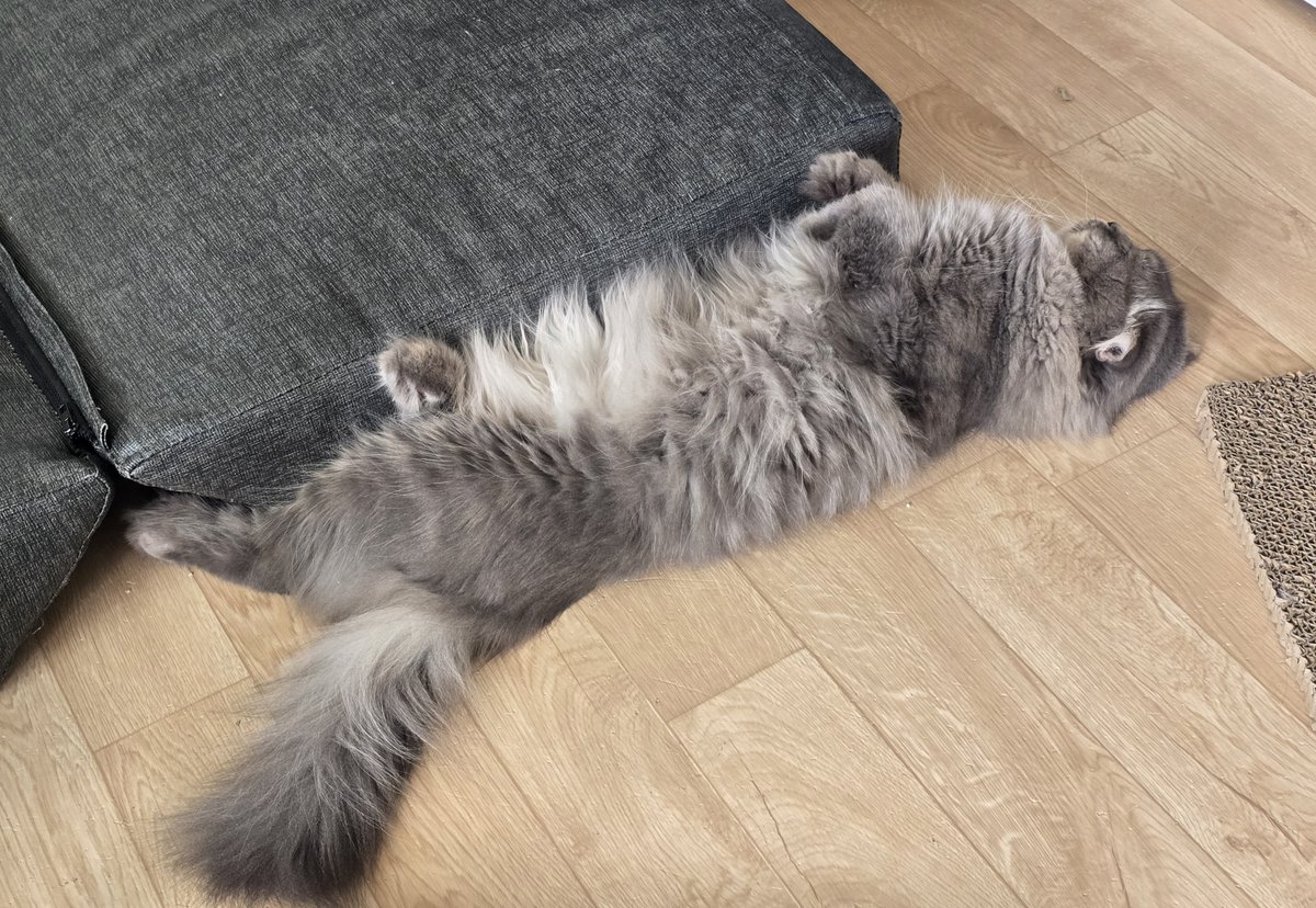 chzzkPanda's tweet photo. 연휴때 괴롭히러 가야지...히히 https://t.co/IZdQFN3tzK