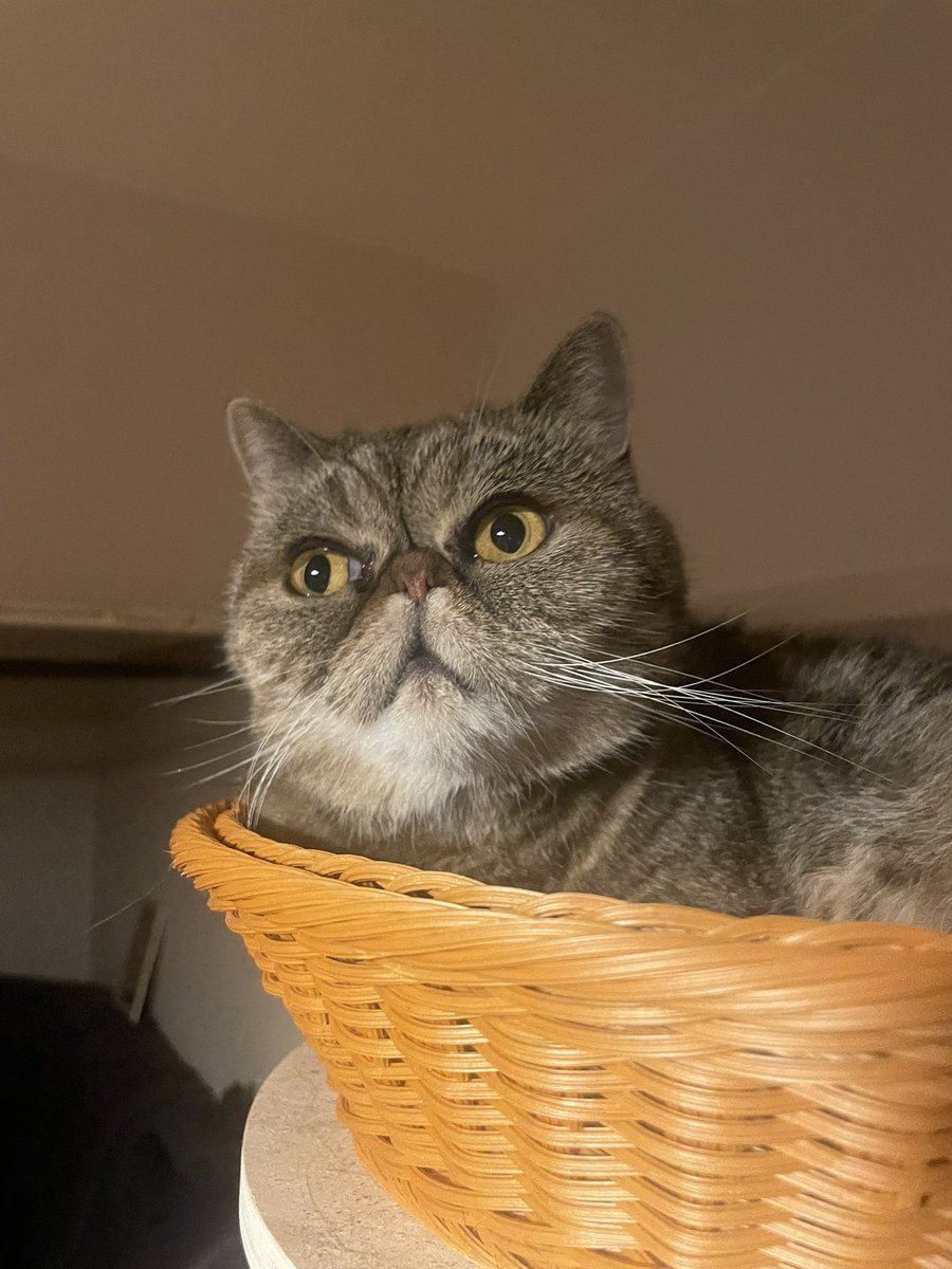 kame_9_2's tweet photo. 台風こわいね
#猫 https://t.co/zRb7gcJVGU