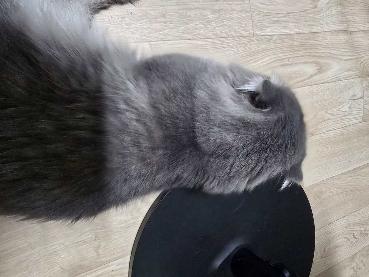 chzzkPanda's tweet photo. 연휴때 괴롭히러 가야지...히히 https://t.co/IZdQFN3tzK
